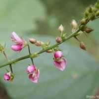 Polhillides velutina (Willd.) H.Ohashi & K.Ohashi